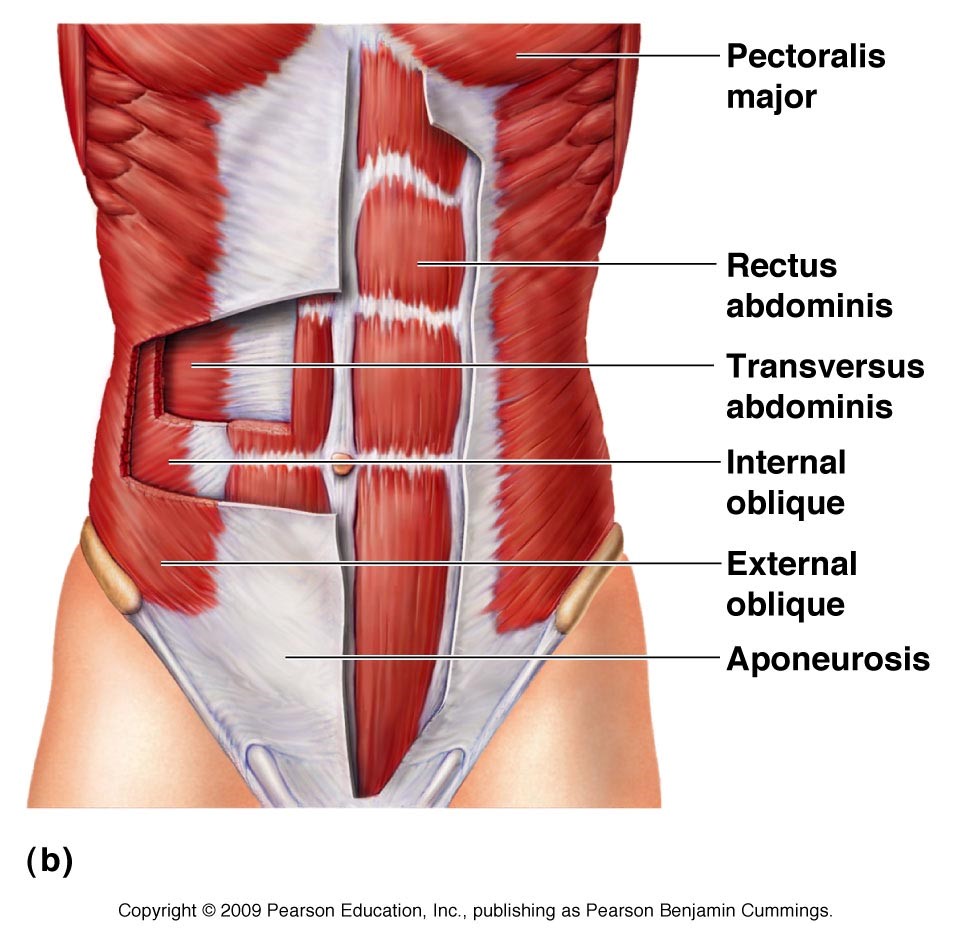 abdominaux anatomie